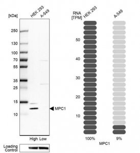 Anti-MPC1 antibody produced in rabbit 