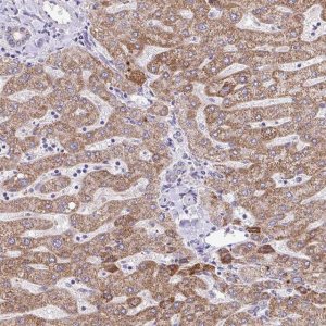 Anti-MPC2 antibody produced in rabbit 