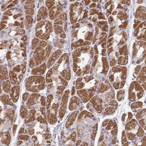 Anti-MPC2 antibody produced in rabbit 