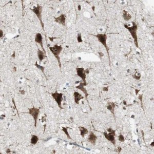 Anti-MPG antibody produced in rabbit 