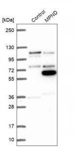 Anti-MPND antibody produced in rabbit 