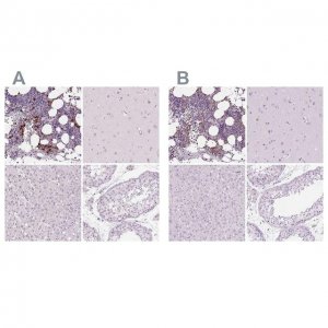 Anti-MPO antibody produced in rabbit 