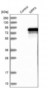 Anti-MPP3 antibody produced in rabbit HPA021818-100UL