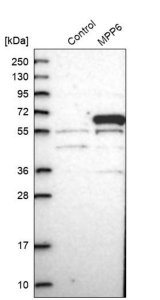 Anti-MPP6 antibody produced in rabbit 