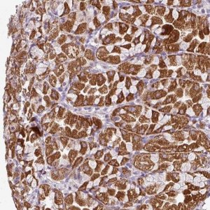 Anti-MPP6 antibody produced in rabbit 