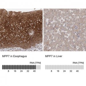 Anti-MPP7 antibody produced in rabbit 