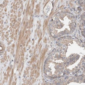Anti-MPRIP antibody produced in rabbit 