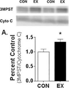Anti-MPST antibody produced in rabbit HPA001240-100UL