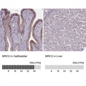Anti-MRC2 antibody produced in rabbit 