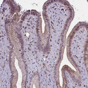 Anti-MRC2 antibody produced in rabbit 