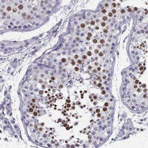 Anti-MRGBP antibody produced in rabbit 