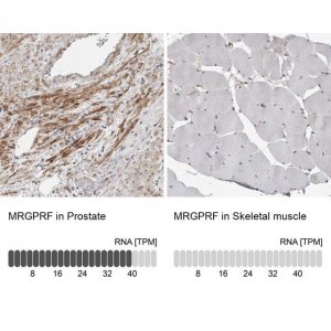 Anti-MRGPRF antibody produced in rabbit HPA028811-100UL