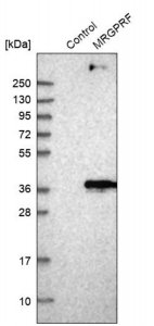 Anti-MRGPRF antibody produced in rabbit HPA028811-100UL