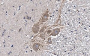 Anti-MRGPRX4 Antibody, clone 3F4 ZooMAb Rabbit Monoclonal 