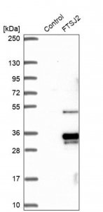 Anti-MRM2 antibody produced in rabbit 