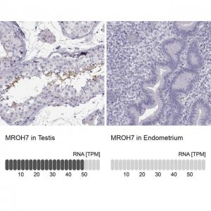 Anti-MROH7 