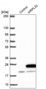 Anti-MRPL20 antibody produced in rabbit 