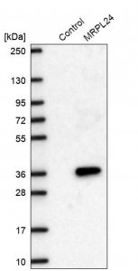 Anti-MRPL24 antibody produced in rabbit HPA054323-100UL