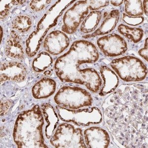 Anti-MRPL28 antibody produced in rabbit 