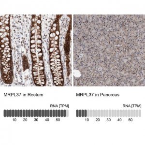 Anti-MRPL37 antibody produced in rabbit 