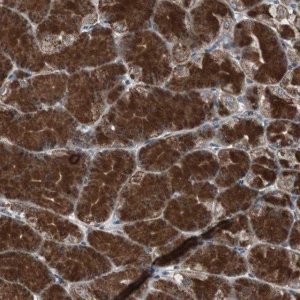 Anti-MRPL40 antibody produced in rabbit 