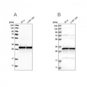 Anti-MRPL45 antibody produced in rabbit 