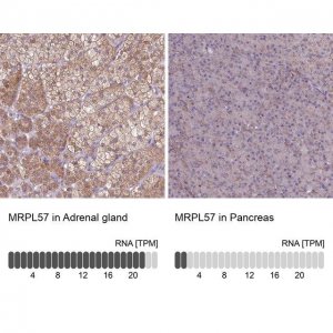 Anti-MRPL57 antibody produced in rabbit 