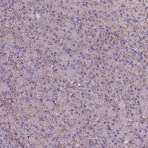 Anti-MRPL57 antibody produced in rabbit 
