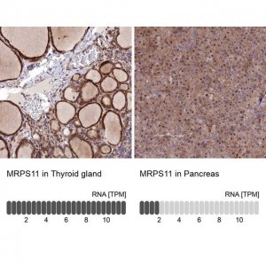 Anti-MRPS11 antibody produced in rabbit HPA043752-100UL