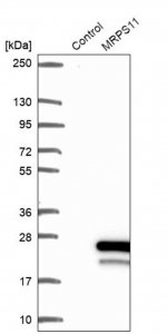 Anti-MRPS11 antibody produced in rabbit HPA043752-100UL