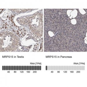 Anti-MRPS15 antibody produced in rabbit 