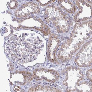Anti-MRPS16 antibody produced in rabbit 