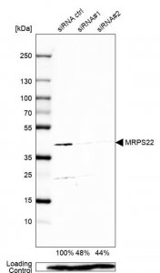 Anti-MRPS22 antibody produced in rabbit 