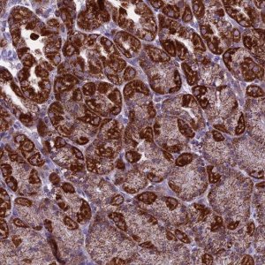 Anti-MRPS34 antibody produced in rabbit 