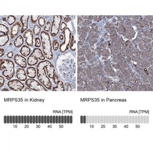 Anti-MRPS35 antibody produced in rabbit 
