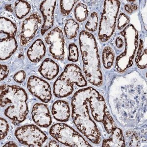 Anti-MRPS35 antibody produced in rabbit 