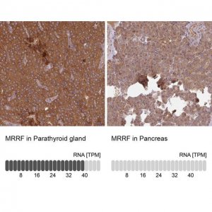 Anti-MRRF antibody produced in rabbit 