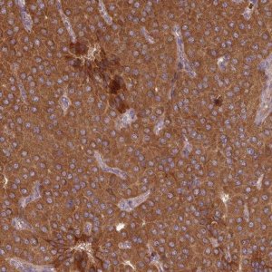 Anti-MRRF antibody produced in rabbit 