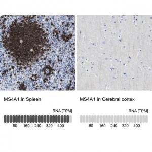 Anti-MS4A1 antibody produced in rabbit 
