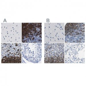 Anti-MS4A1 antibody produced in rabbit 