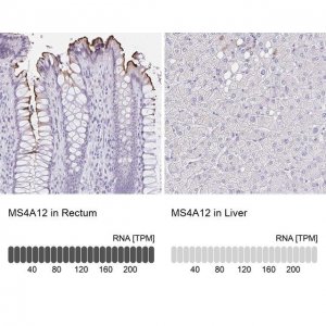 Anti-MS4A12 antibody produced in rabbit 