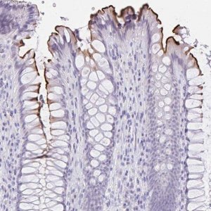 Anti-MS4A12 antibody produced in rabbit 