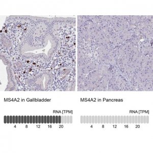 Anti-MS4A2 antibody produced in rabbit 
