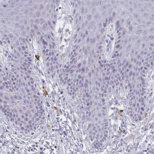 Anti-MS4A2 antibody produced in rabbit 