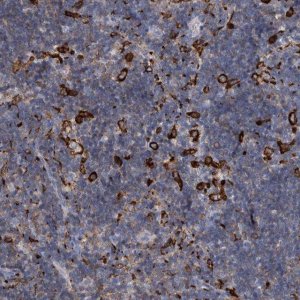 Anti-MS4A4A antibody produced in rabbit 
