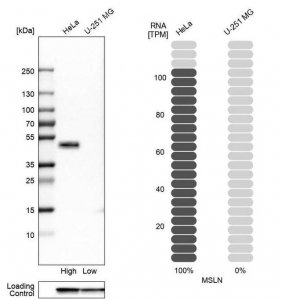 Anti-MSLN antibody produced in rabbit 