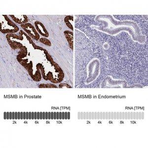 Anti-MSMB antibody produced in rabbit 