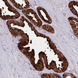 Anti-MSMB antibody produced in rabbit 