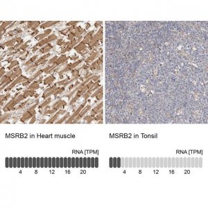 Anti-MSRB2 antibody produced in rabbit 