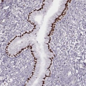 Anti-MSX1 antibody produced in rabbit 